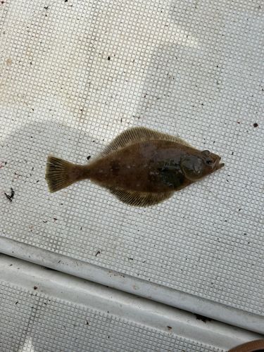 ムシガレイの釣果