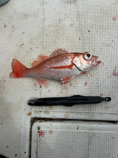 アカムツの釣果