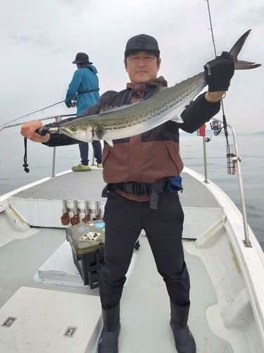 サワラの釣果