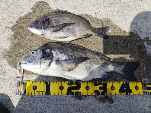 クロダイの釣果