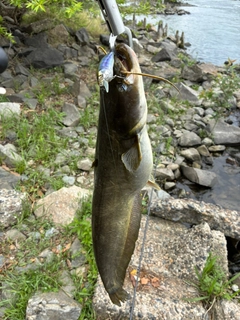 ナマズの釣果
