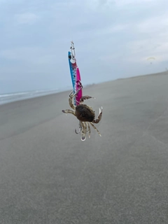 カニの釣果