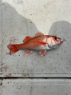 アカムツの釣果