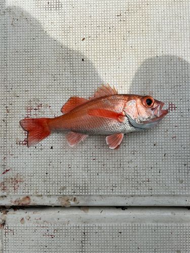 アカムツの釣果