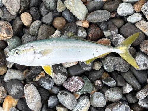 ワカシの釣果