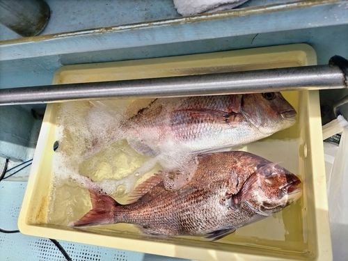 マダイの釣果