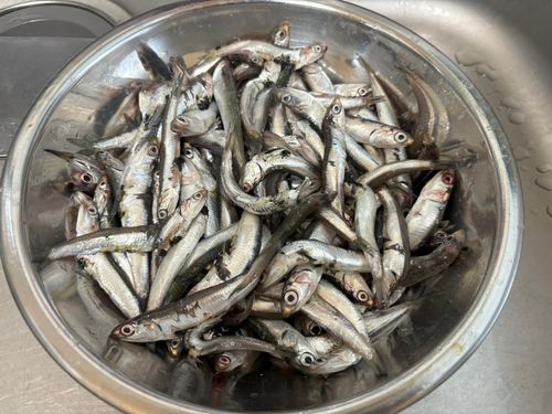 カタクチイワシの釣果