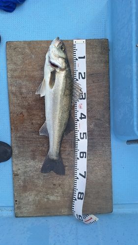 スズキの釣果