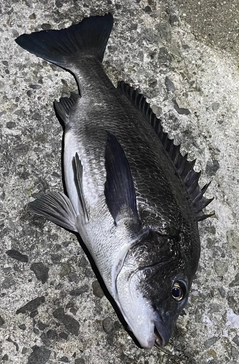 チヌの釣果