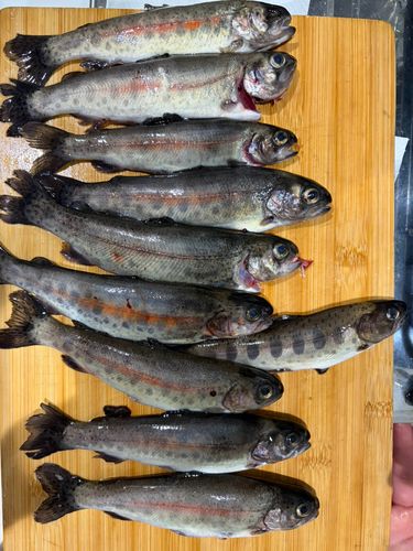 ニジマスの釣果
