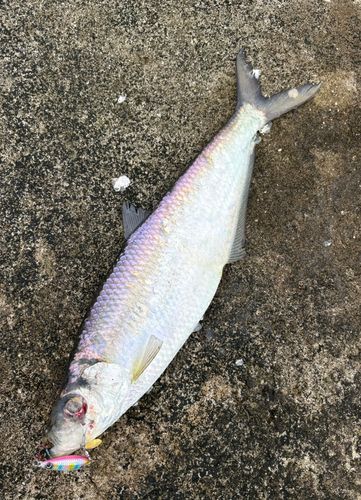 ヒラの釣果