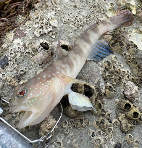 イトヒキハゼの釣果