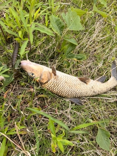 ニゴイの釣果