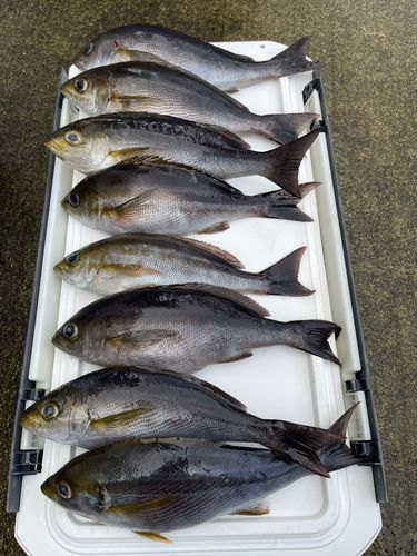 イサキの釣果