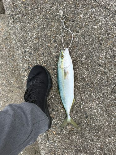 ツバスの釣果