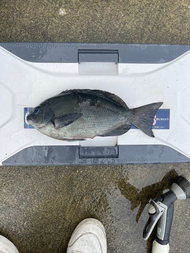 クロメジナの釣果