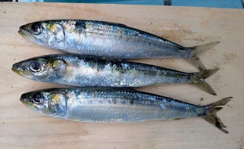 マイワシの釣果