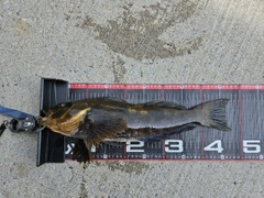 アイナメの釣果