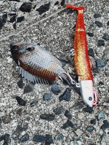 スズメダイの釣果