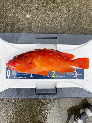 アカハタの釣果