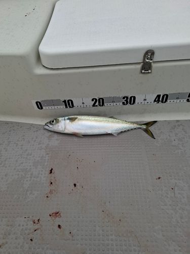 サバの釣果