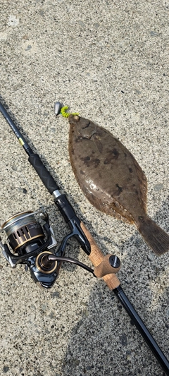 カレイの釣果