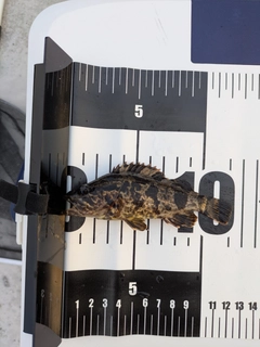 タケノコメバルの釣果