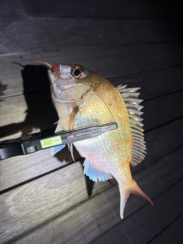タイの釣果