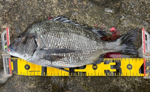 チヌの釣果