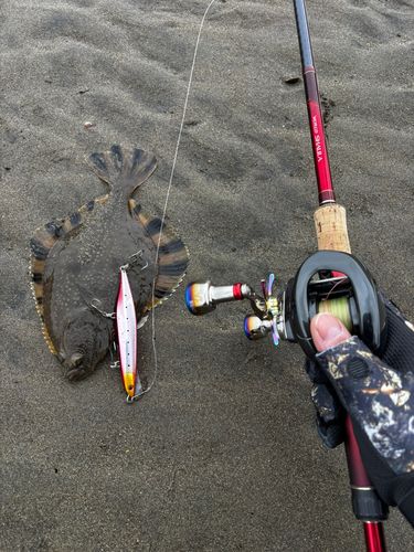 ヌマガレイの釣果
