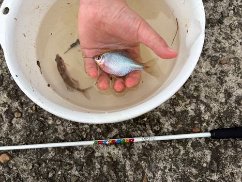 タイリクバラタナゴの釣果