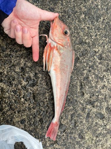 カナガシラの釣果