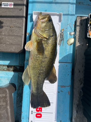 ブラックバスの釣果