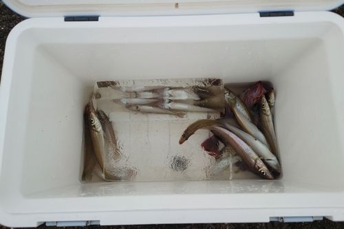 キスの釣果