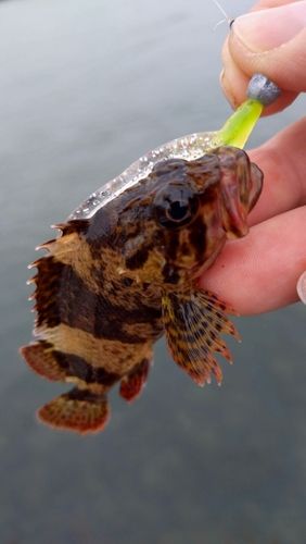 ソイの釣果