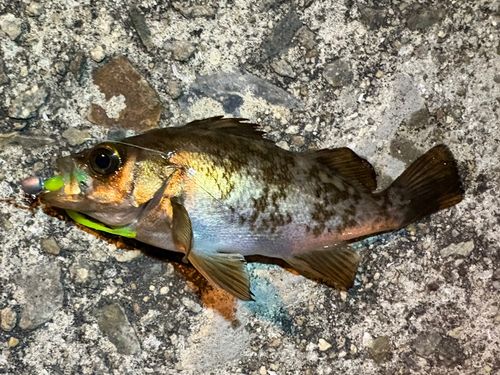 メバルの釣果