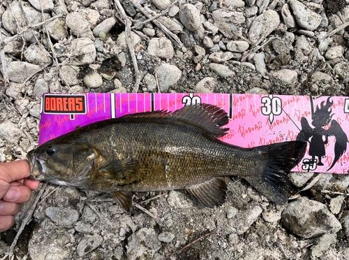 スモールマウスバスの釣果