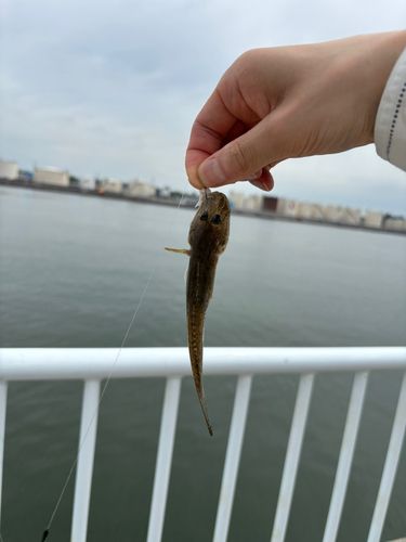 マハゼの釣果