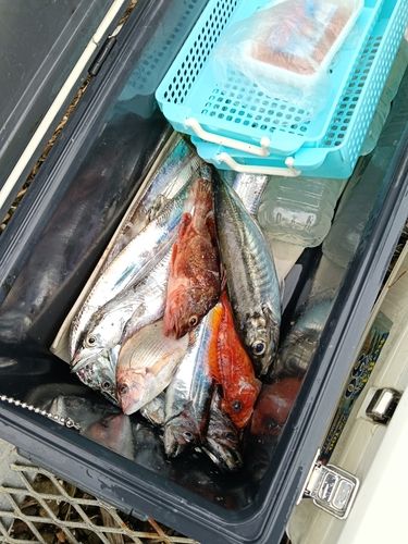タチウオの釣果