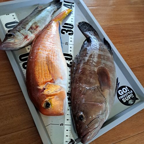 マハタの釣果