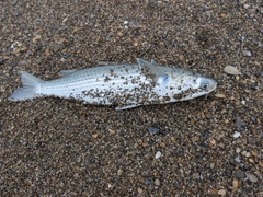ボラの釣果