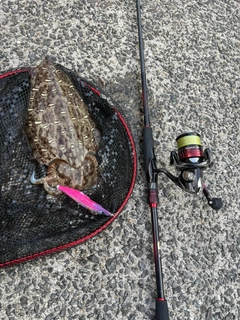モンゴウイカの釣果