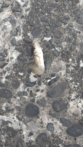 シロギスの釣果