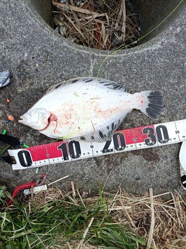 クロガシラガレイの釣果