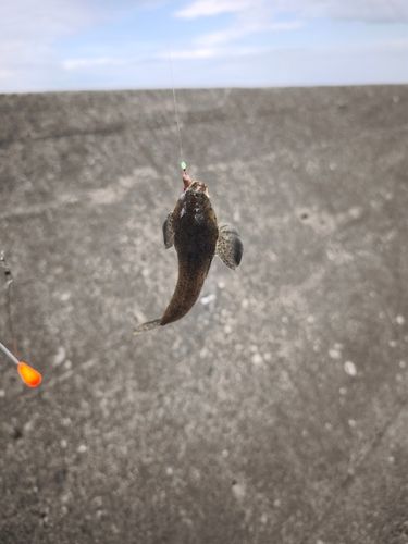 メゴチの釣果
