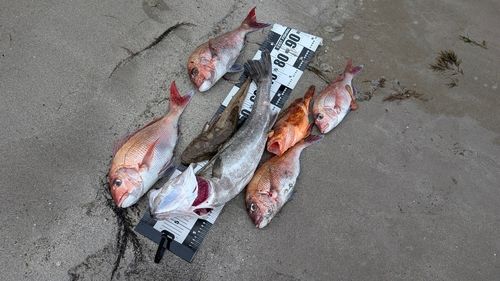 マダイの釣果