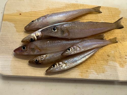 キスの釣果