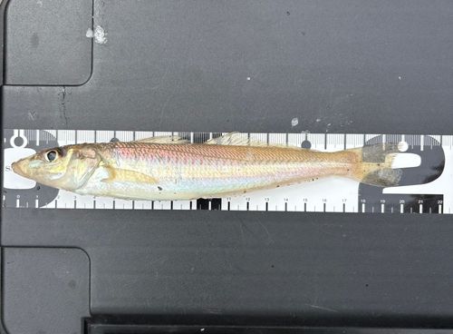 キスの釣果