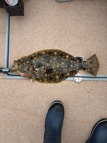 ヒラメの釣果