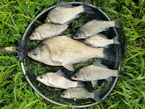 ヘラブナの釣果